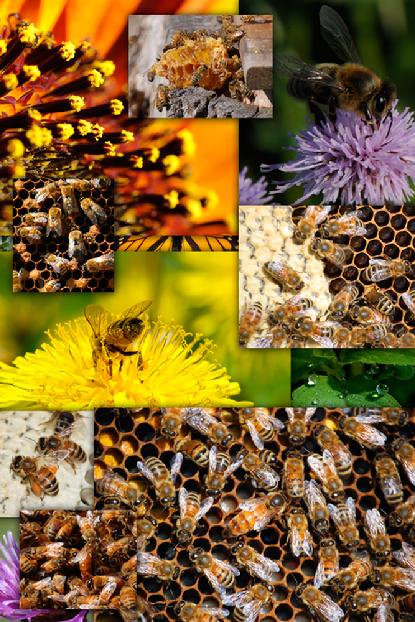 Honey Bee Educational Poster 20 x 30 by Fred's Fine Fowl for sale
